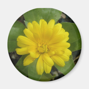 Imán Magnate Marigold amarillo Brillante