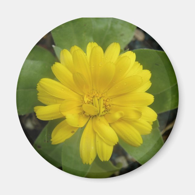 Imán Magnate Marigold amarillo Brillante (Frente)