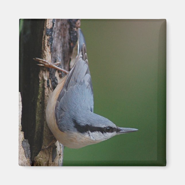 Imán Magnate nuthatch (Frente)