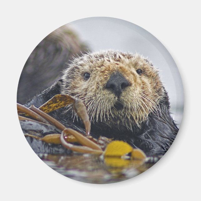 Imán Magnate Otter Sea (Frente)