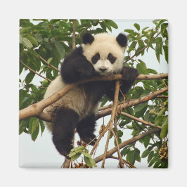 Imán Magnate panda gigante