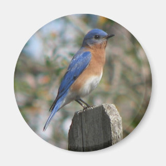 Imán Magnate para el Hombre del Pájaro Azul del Este