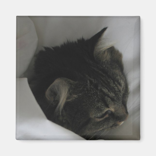 Imán Magnate para gatos de captura (Frente)