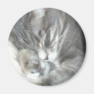 Imán Magnate para gatos durmientes