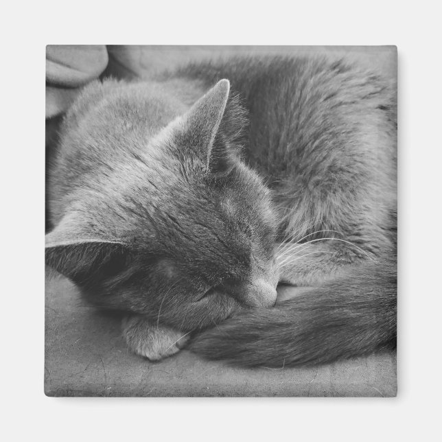 Imán Magnate para gatos durmientes (Frente)