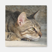 Magnate para gatos reflexivo
