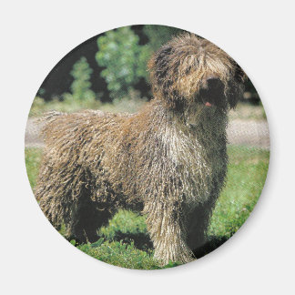 Imán Magnate para perros de agua de España