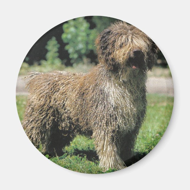 Imán Magnate para perros de agua de España (Frente)