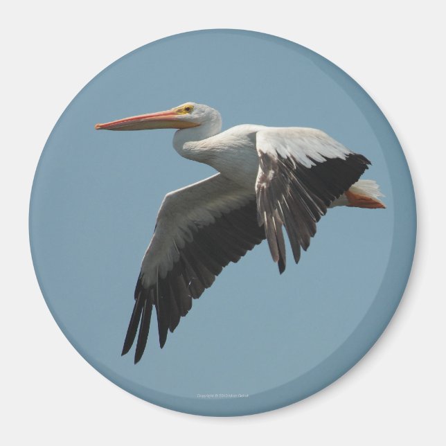 Imán Magnate Pelican 5 (Frente)