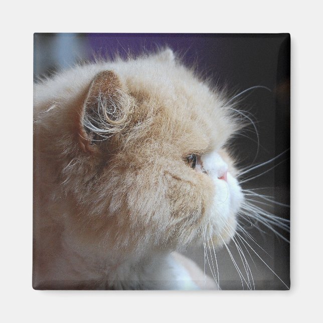Imán Magnate persa perfecto para gatos (Frente)