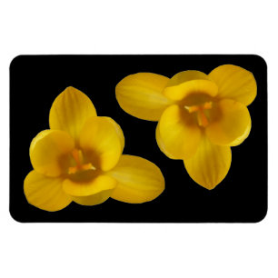 Imán Magnate premium Crocus amarillo