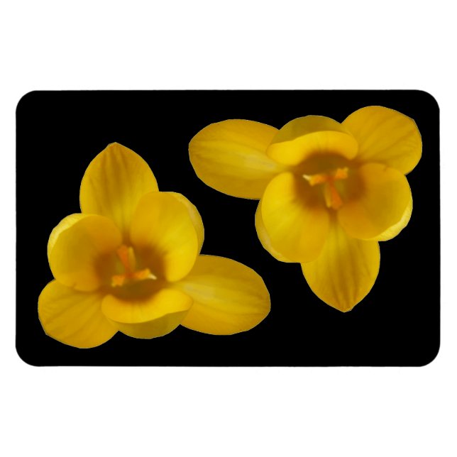 Imán Magnate premium Crocus amarillo (Horizontal)