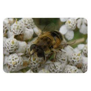 Imán Magnate Premium de abejas y flores