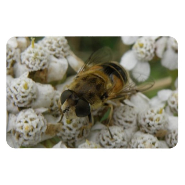 Imán Magnate Premium de abejas y flores (Horizontal)