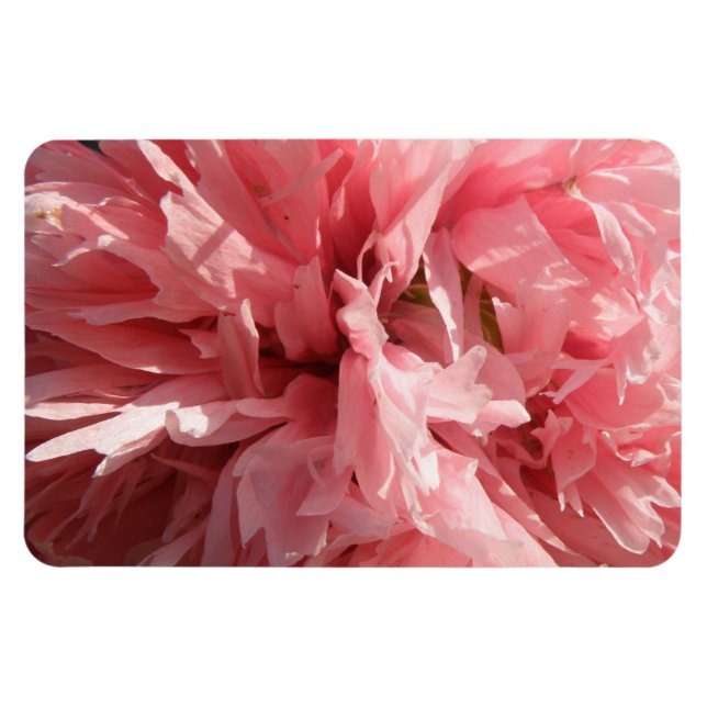 Imán Magnate premium de amapola rosa bonito (Horizontal)