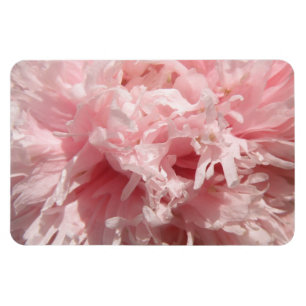 Imán Magnate premium de amapola rosa pálida bonito