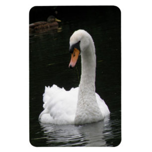 Imán Magnate premium de cisne blanco