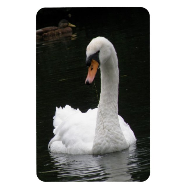 Imán Magnate premium de cisne blanco (Vertical)