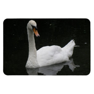 Imán Magnate premium de cisne blanco hermoso