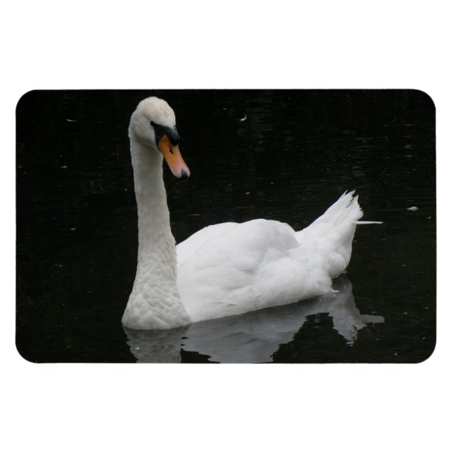 Imán Magnate premium de cisne blanco hermoso (Horizontal)
