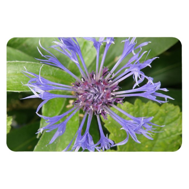 Imán Magnate Premium de Cornflower Azul (Horizontal)