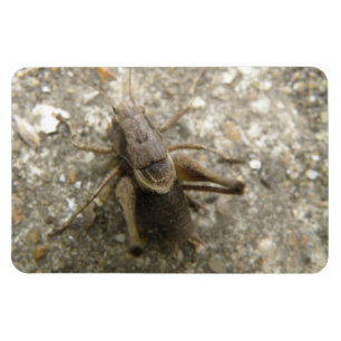 Imán Magnate Premium de Cricket de Campo Marrón