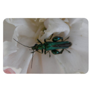 Imán Magnate Premium de escarabajo de flores