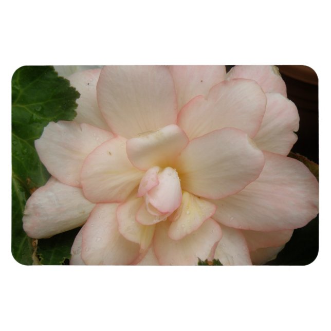 Imán Magnate Premium de Flores de Begonia Blanca (Horizontal)