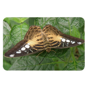 Imán Magnate premium de mariposa alpina bonito