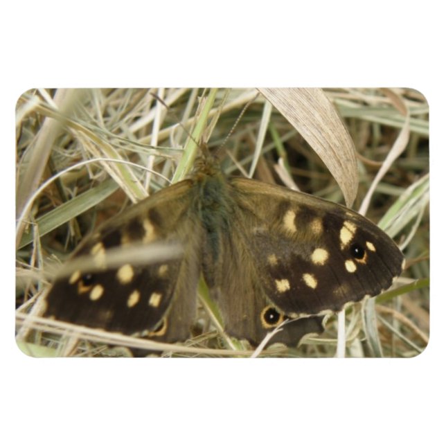 Imán Magnate premium de mariposa de madera escamada (Horizontal)