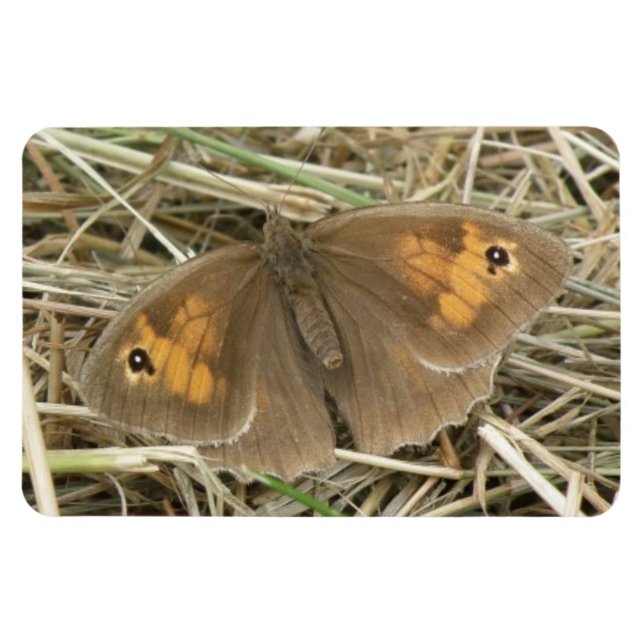 Imán Magnate premium de mariposa marrón de pradera feme (Horizontal)