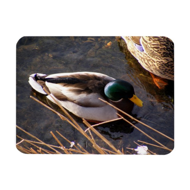 Imán Magnate premium de pato de madera (Horizontal)