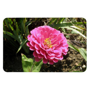Imán Magnate Premium de Pink Zinnia