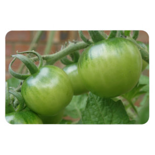 Imán Magnate premium de tomates verdes