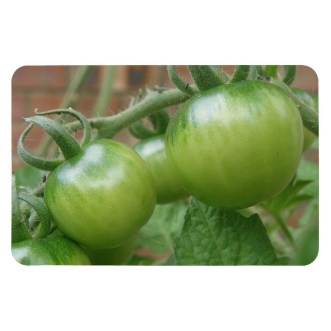 Imán Magnate premium de tomates verdes (Horizontal)