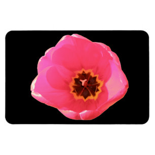 Imán Magnate premium de tulipanes rosados