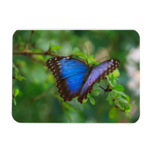 Imán Magnate premium Morpho Butterfly azul