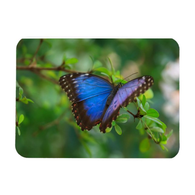 Imán Magnate premium Morpho Butterfly azul (Horizontal)