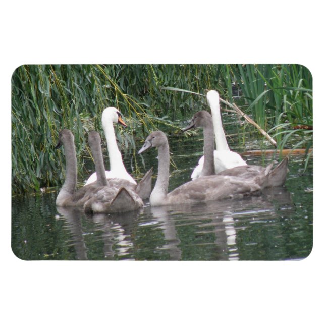 Imán Magnate premium para ciñones y cisnes (Horizontal)