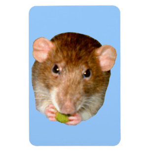 Imán Magnate premium rata hambrienta