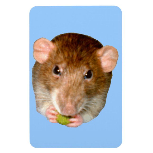 Imán Magnate premium rata hambrienta (Vertical)