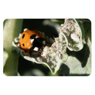 Imán Magnate Premium Spot Ladybug 7 Británico