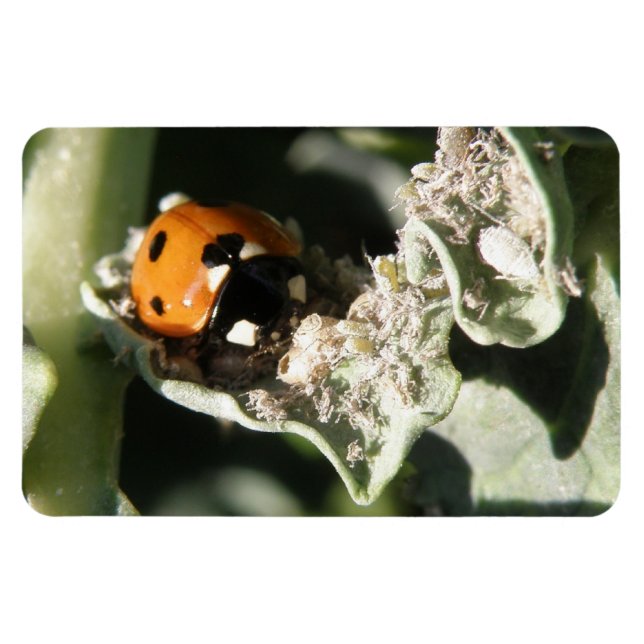 Imán Magnate Premium Spot Ladybug 7 Británico (Horizontal)