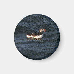 Imán Magnate Puffin