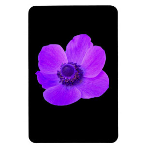 Imán Magnate Purple Anemone Premium