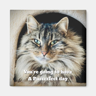 Imán Magnate Purrrfect Day