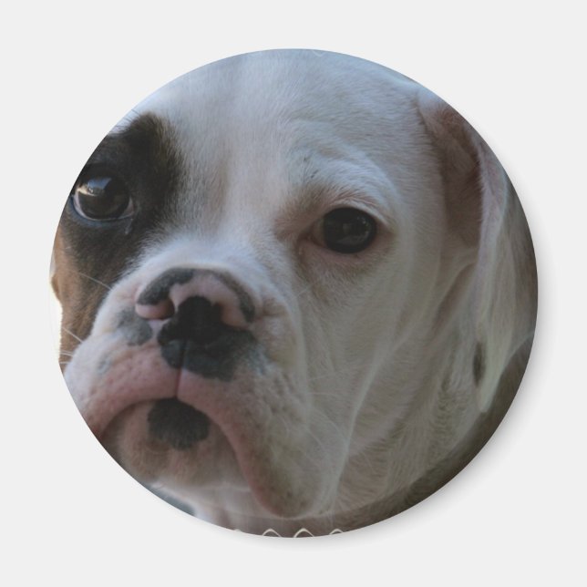 Imán Magnate redondo de perro de Boxer Ojo Negro (Frente)