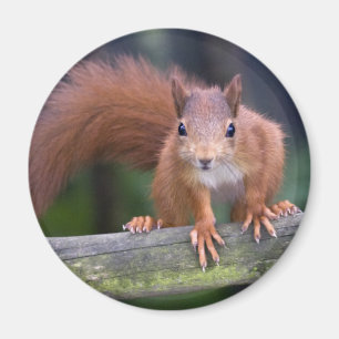 Imán Magnate Rojo Bebé