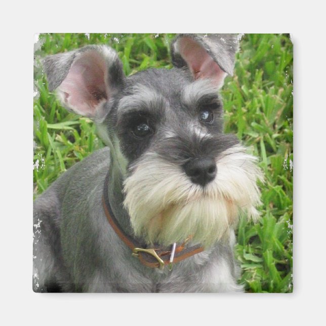 Imán Magnate Schnauzer en miniatura (Frente)