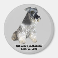 Magnate Schnauzer en miniatura